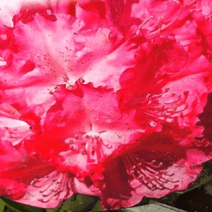 Rhododendrons 60 cm