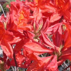 Azalées de Jardin