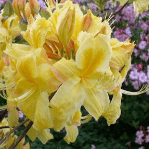 Azalées de Jardin