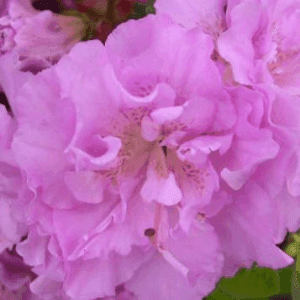 Azalées de Jardin