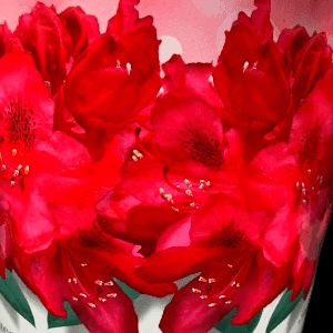 Rhododendrons 40 cm