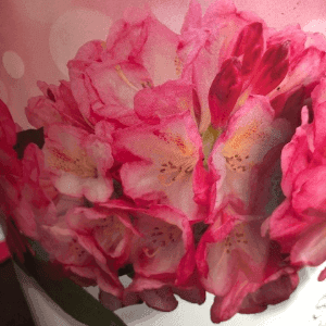 Rhododendrons 40 cm