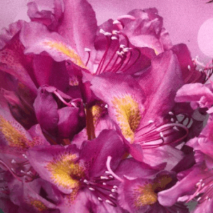 Rhododendrons 40 cm