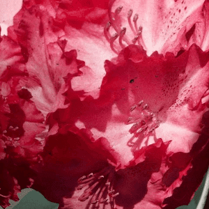 Rhododendrons 40 cm