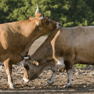 Viande au détail :