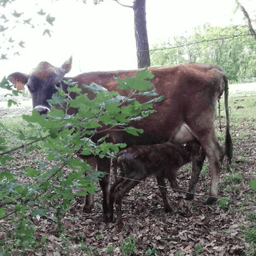 Ferme Bonnet #2