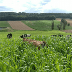 Ferme Bonnet #3