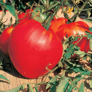 Plants de tomates cœur de Bœuf