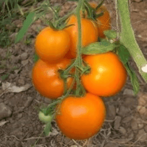 Plants de tomates kaki coing