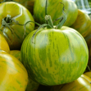 Plants de tomates Green Zebra