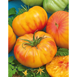 Plants de tomates Ananas (german striped)