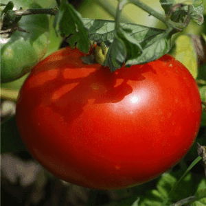 Plants de tomates merveille du marché
