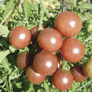 Plants tomates cocktails Black cherry