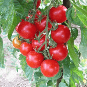 Plants de tomates cocktail Miel du Mexique