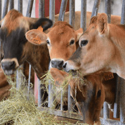 FERME DES CHAMPS FLEURIS #7