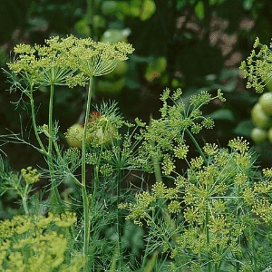 Aneth Officinale