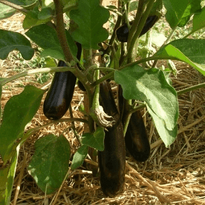 Aubergine Violette de Barbentane