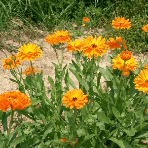 Calendula (Souci officinal)