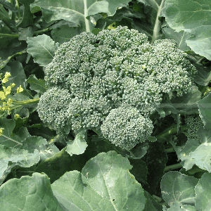 Choux Brocoli Vert Calabrais (les 10 en godets)