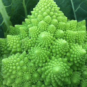 Choux Fleurs Romanesco (les 10 en godets)