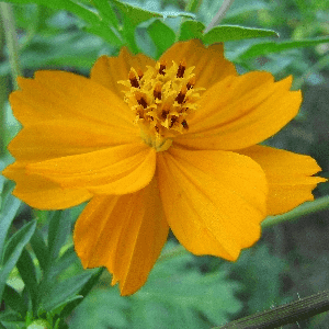 Cosmos Oranges