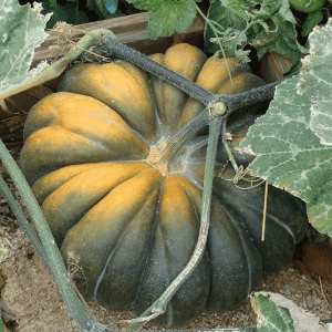 Courge Musquée de Provence