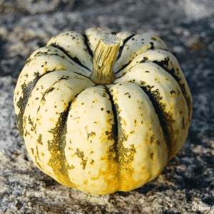 Courge Pâtidoux Sweet Dumping