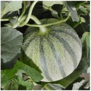 Melon Charantais Cantaloup