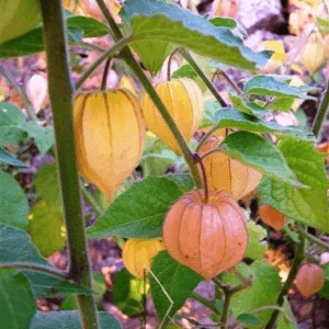 Physalis Pubescent