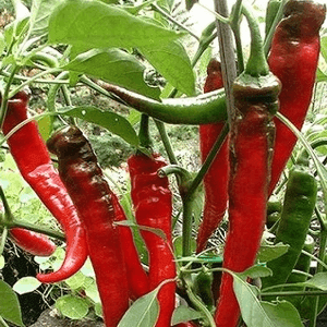 Piment de Cayenne