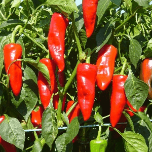 Piment Fort d'Espelette