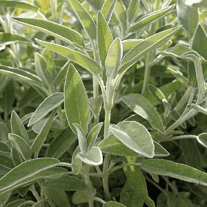 Sauge Officinale