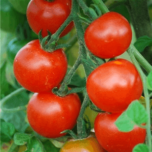 Tomate Cerise Gardener's Delight