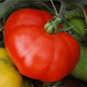 Tomate Marmande