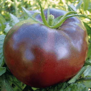 Tomate Noire de Crimée