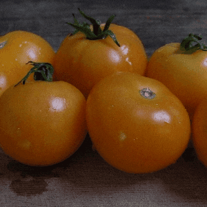 Tomate Orange Queen