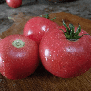 Tomate Rose de Berne