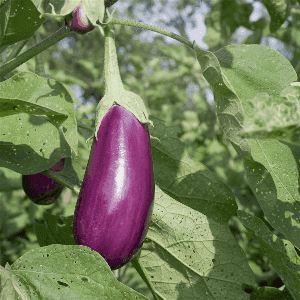 Plants d'aubergine Violette de Toulouse