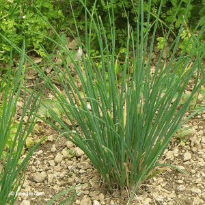 Plant de ciboulette