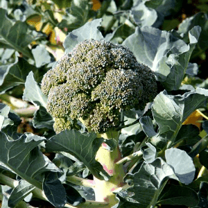 Chou Brocoli