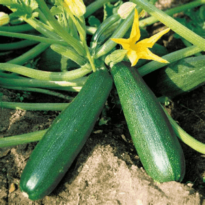 Courgette