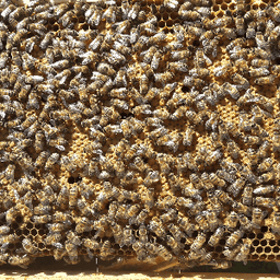 Nectar et comparse #2