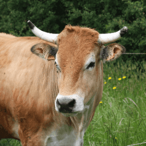 EARL les Bords de Sèvre