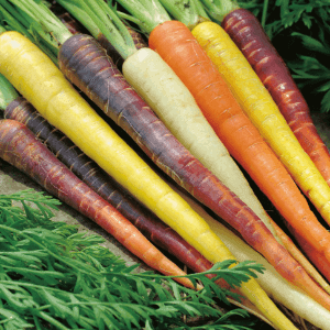 carottes multicolores