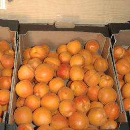 Logo de ABRICOTS  GROUPE CARMINATI - CEYZERIAT