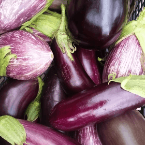 Aubergine