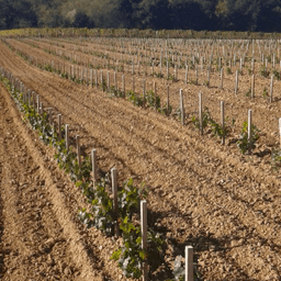 Vignobles FONTEYREAUD Vins de Bordeaux #4