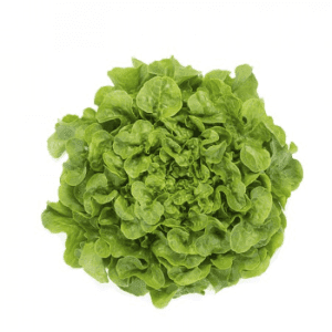 Salade feuille de chêne verte