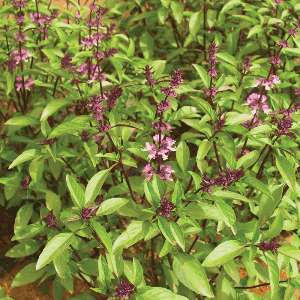 Semences Aromate Basilic Thaï
