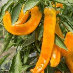 Semences Poivron salade Jaune d’Antibes